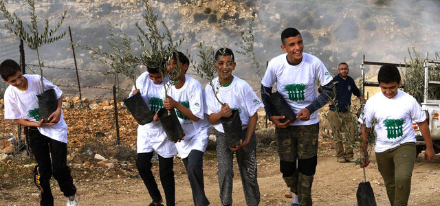 Olive & Foam plants 100 olive trees in Bethlehem Palestine with the Arab Group for the Protection of Nature
