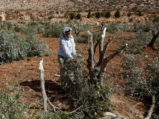 2025 olive harvest in Palestine — a season of roots and resilience