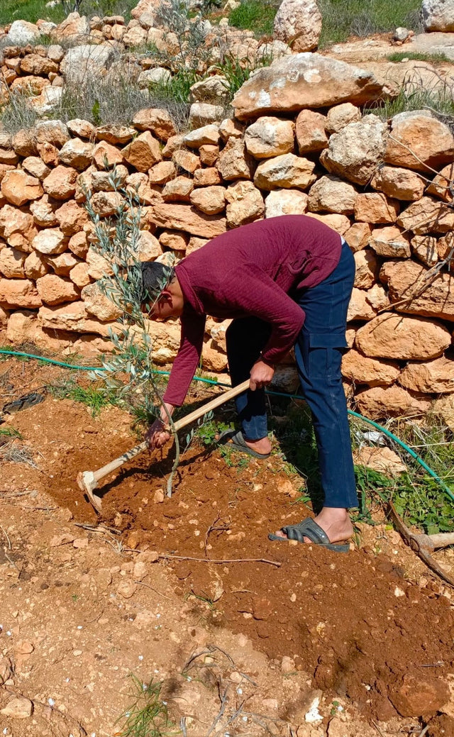 Planting the First Batch of Olive Trees – A Promise Taking Root