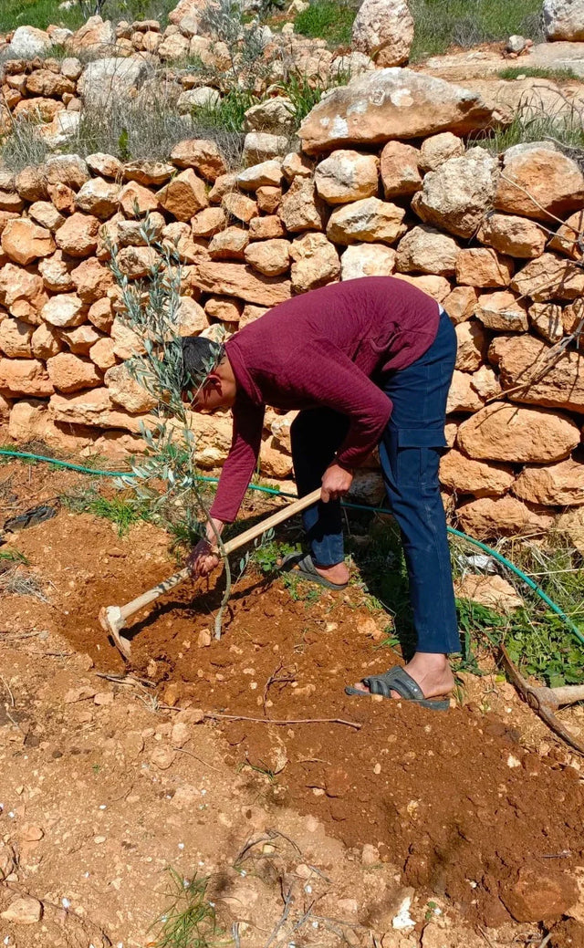 First batch of olive trees planted in Palestine by Olive & Foam — a promise taking root