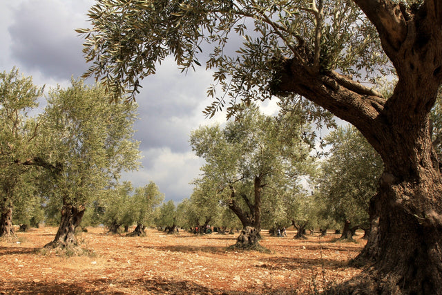 a Palestinian farmer in an olive grove