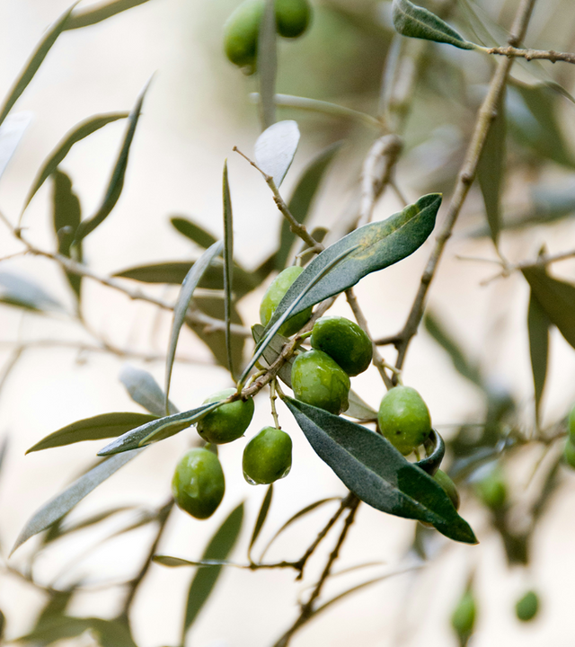 زيت الزيتون الفلسطيني — لماذا نختار الأصل في منتجات Olive & Foam