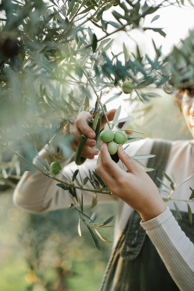 Olive oil benefits for hair and skin — Palestinian olive oil personal care by Olive & Foam