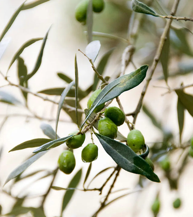 Olive & Foam - Green olives on an olive tree branch with a blurred background
