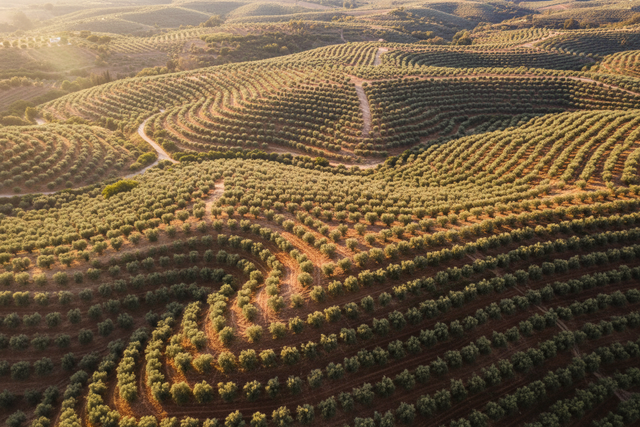 Palestinian olive grove owners tending their trees — supporting olive farmers in Palestine