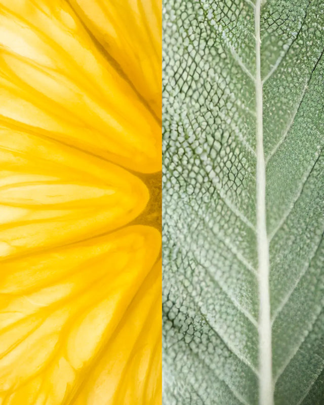 Sage and citrus botanicals — the signature fragrance of Olive & Foam